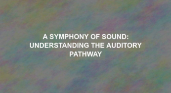 A Symphony of Sound: Understanding the Auditory Pathway