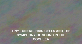Tiny Tuners: Hair Cells and the Symphony of Sound in the Cochlea